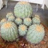 Copiapoa_haseltoniana_3